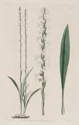 Illustration von Spiranthes cernua